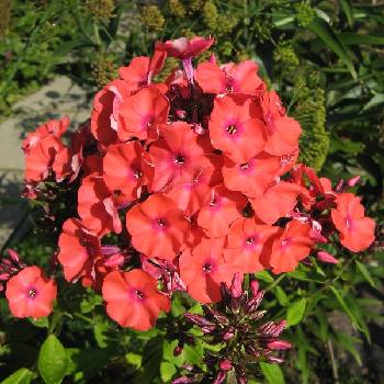 Флокс Phlox paniculata ‘Orange Perfection’ 